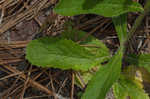 Carolina false vervain